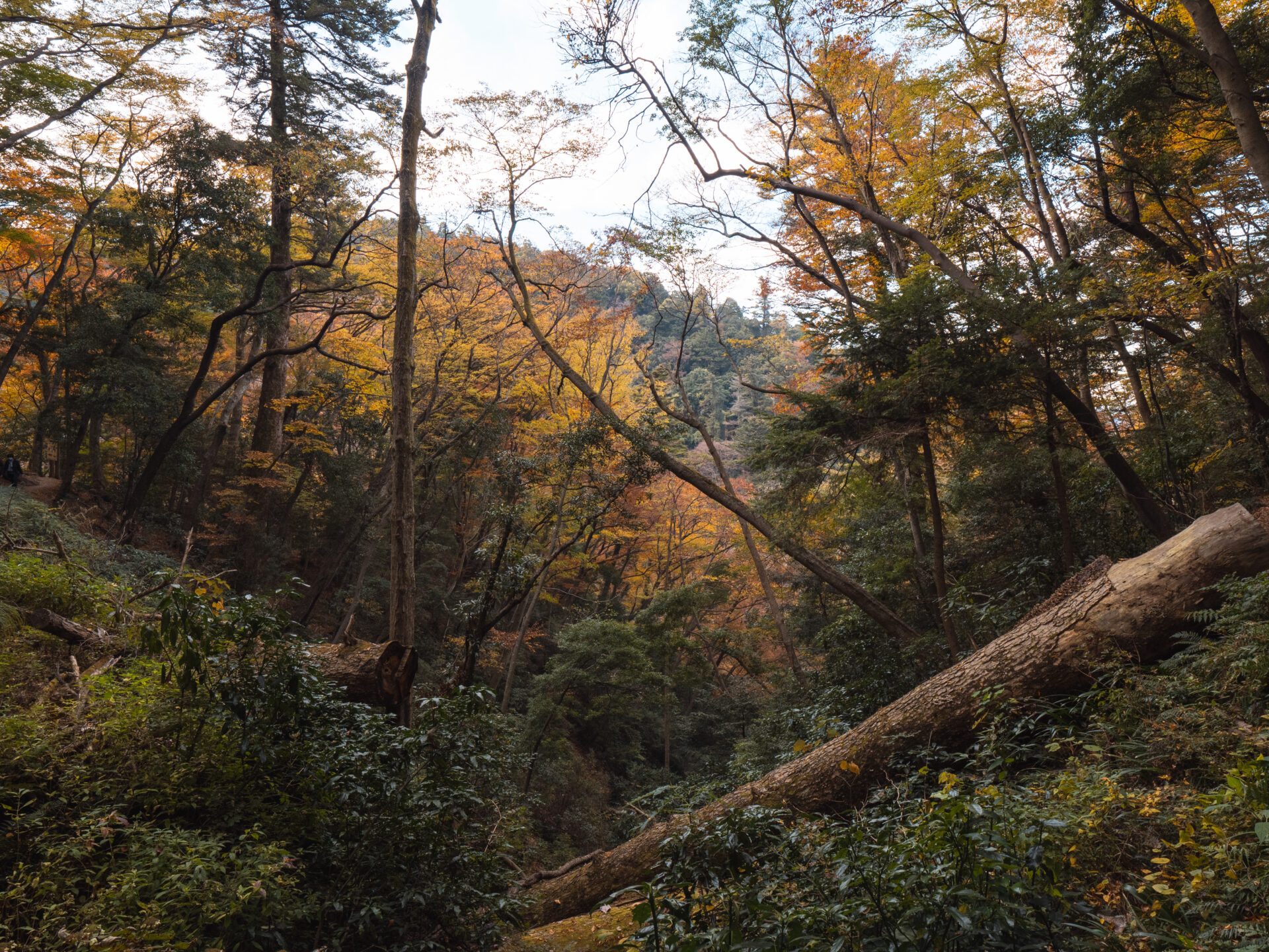 Mt.takao