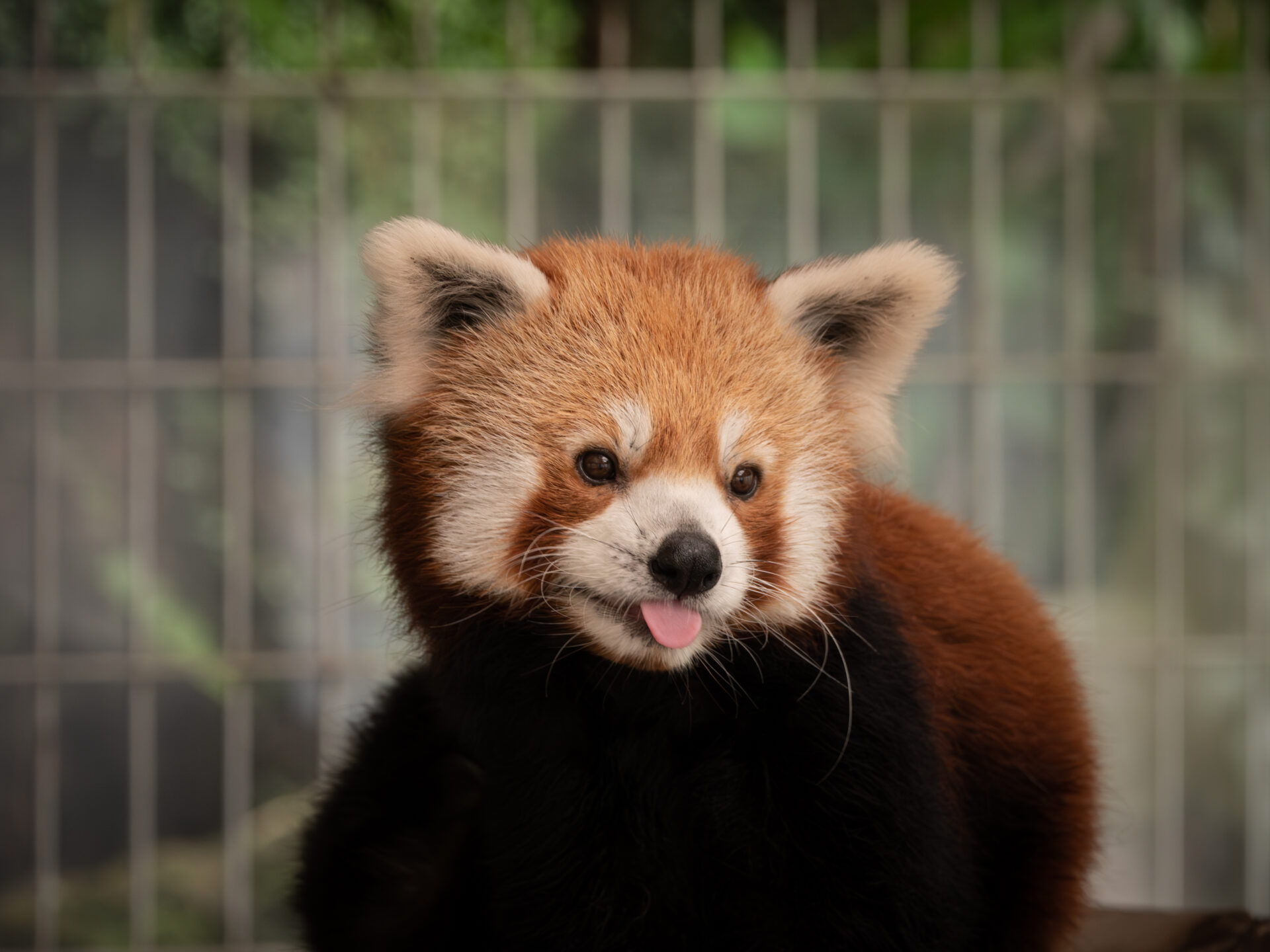 Red Panda 2