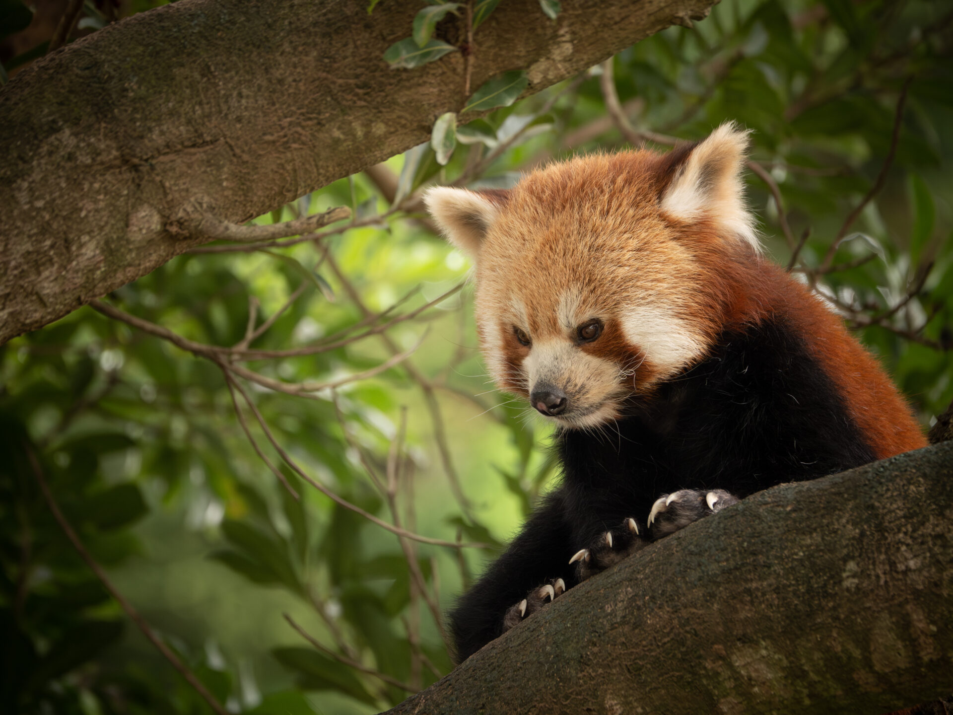 Red Panda 7