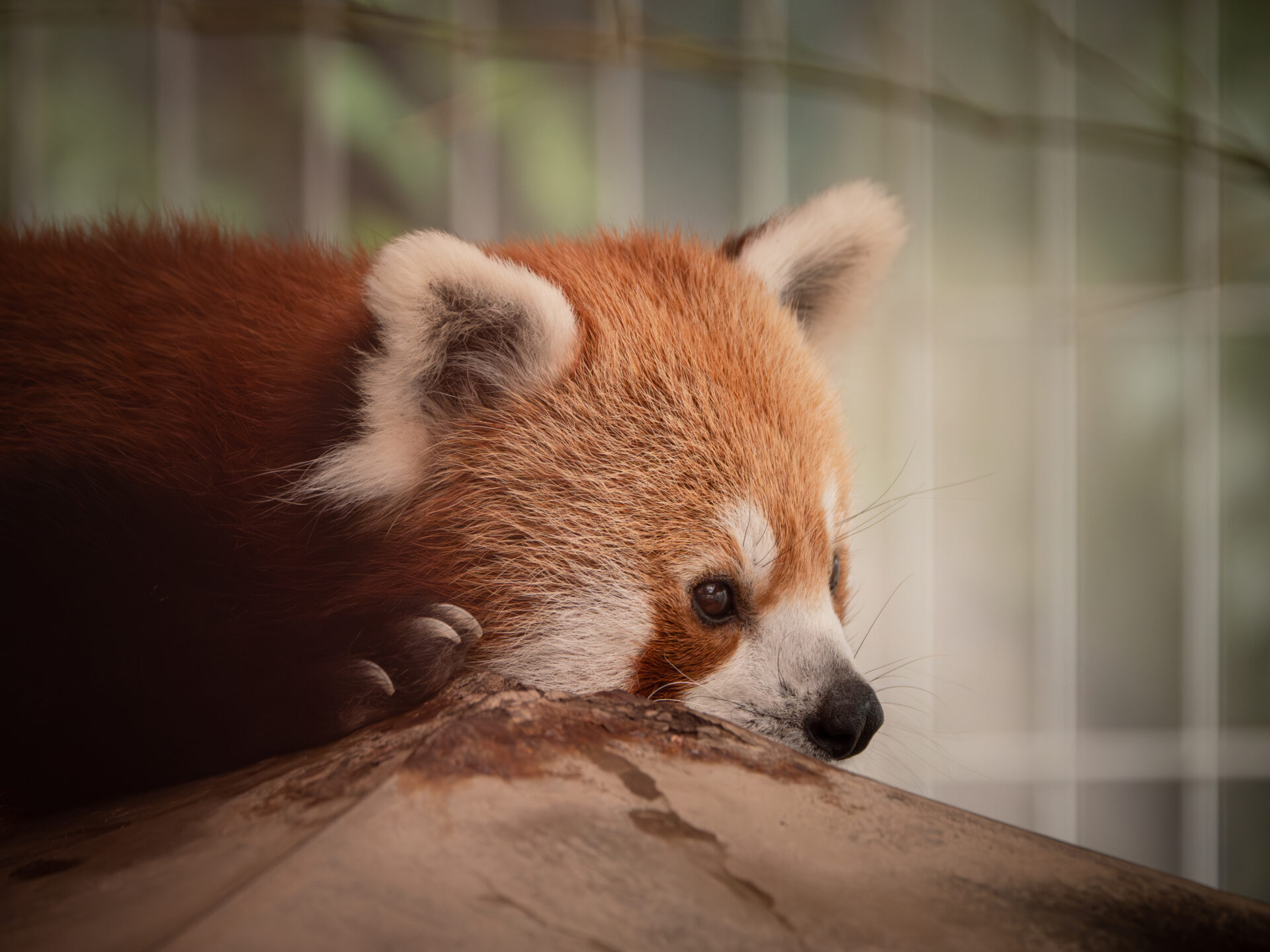 Red Panda 6