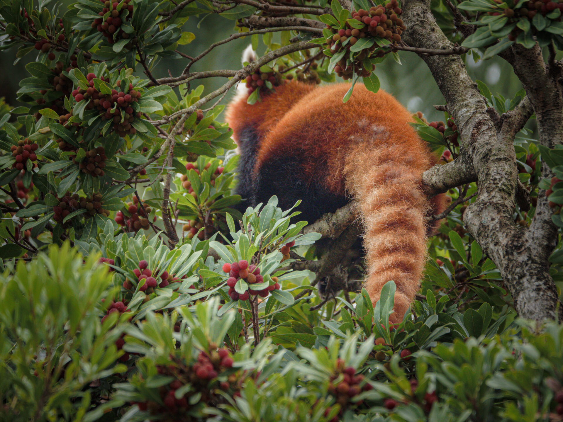 Red Panda 5